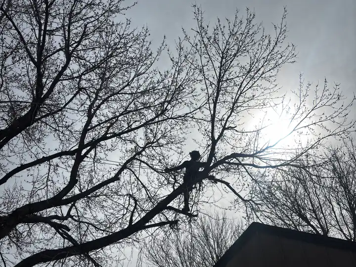Arborist consultation in Aurora, CO: arborist silhouetted pruning a bare tree