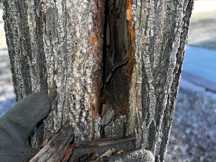 Plant health care in Aurora, CO: gloved hand opening a bark crack to check the trunk for decay
