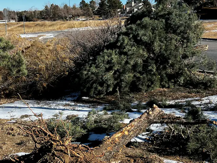 Storm damage cleanup in Aurora, CO: fallen tree and brush in snow after a storm
