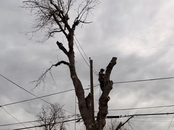Tree removal in Aurora, CO: arborist taking down a dead tree near overhead lines