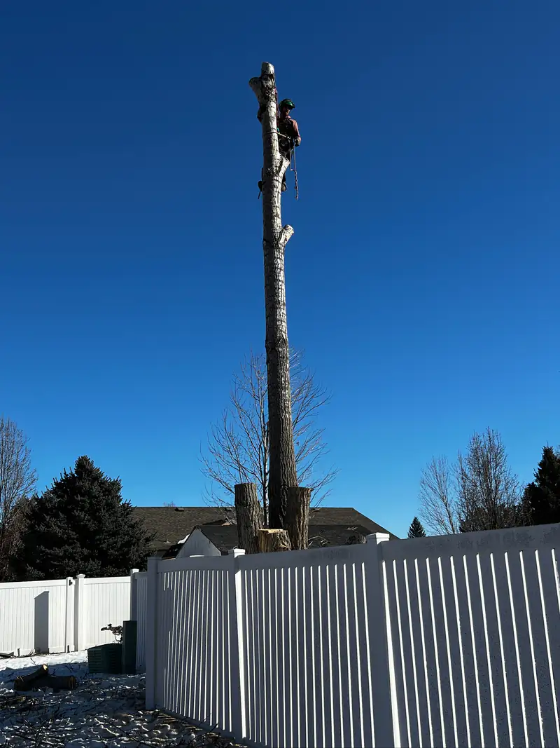 Tree service in Aurora, CO: arborist at the top of a tall spar above a backyard fence