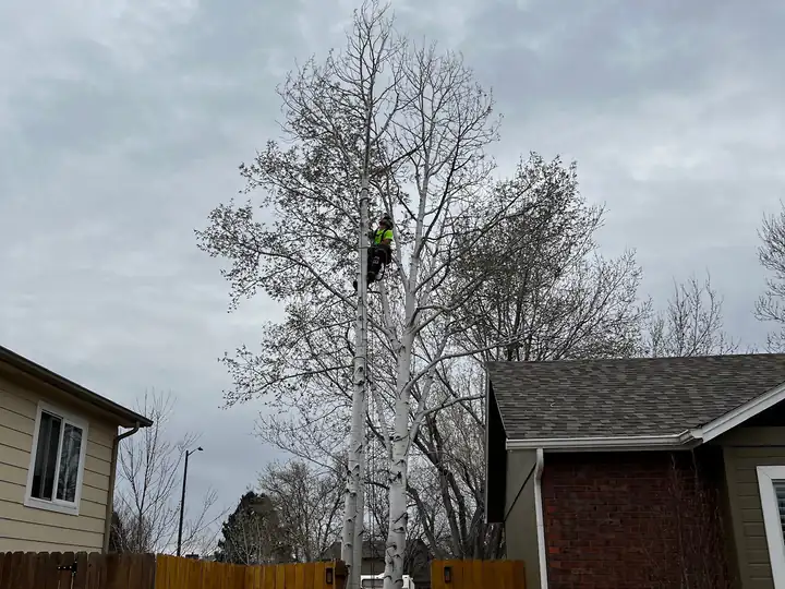 Tree trimming and pruning in Aurora, CO: arborist working in a bare tree next to a house
