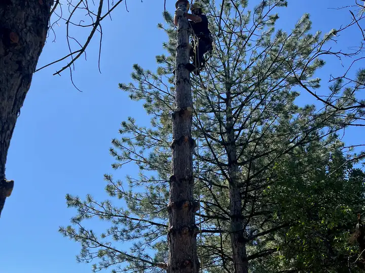 Wildfire mitigation in Aurora, CO: arborist climbing a pine