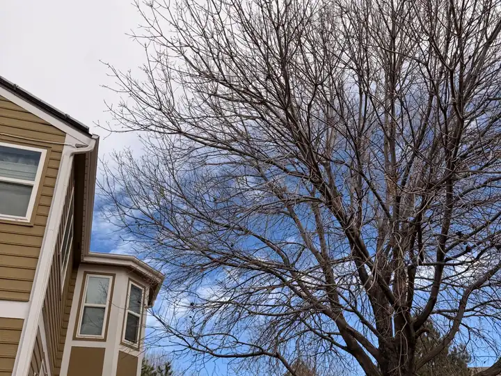 Arborist consultation in Castle Pines, CO: bare backyard tree ready for dormant-season pruning