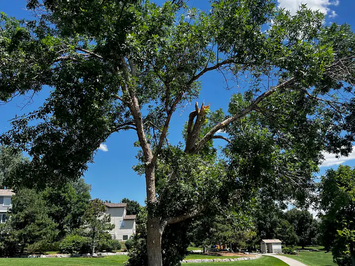 Plant health care in Castle Pines, CO: large shade tree in a park