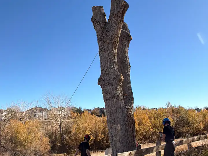 Tree removal in Castle Pines, CO: stripped trunk being taken down beside a fence