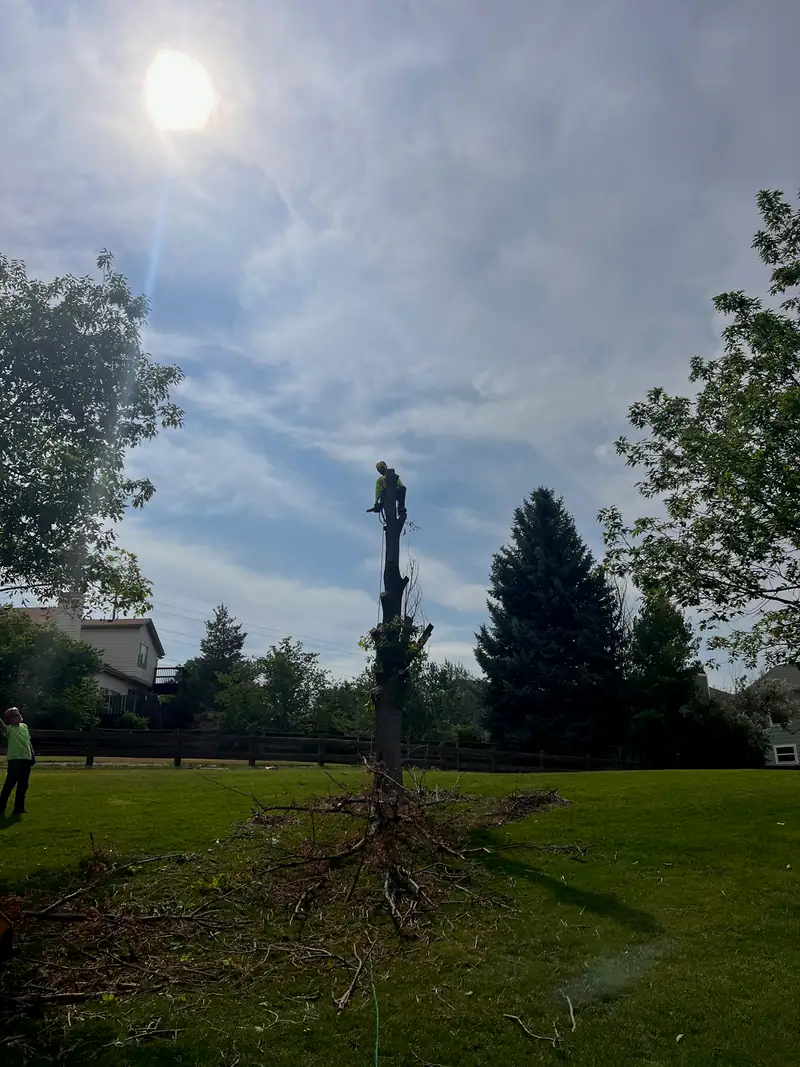 Tree service in Castle Pines, CO: tall spar with the arborist making the final cut