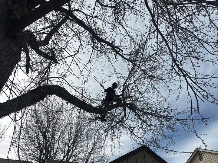 Tree trimming and pruning in Castle Pines, CO: arborist silhouetted pruning a bare tree