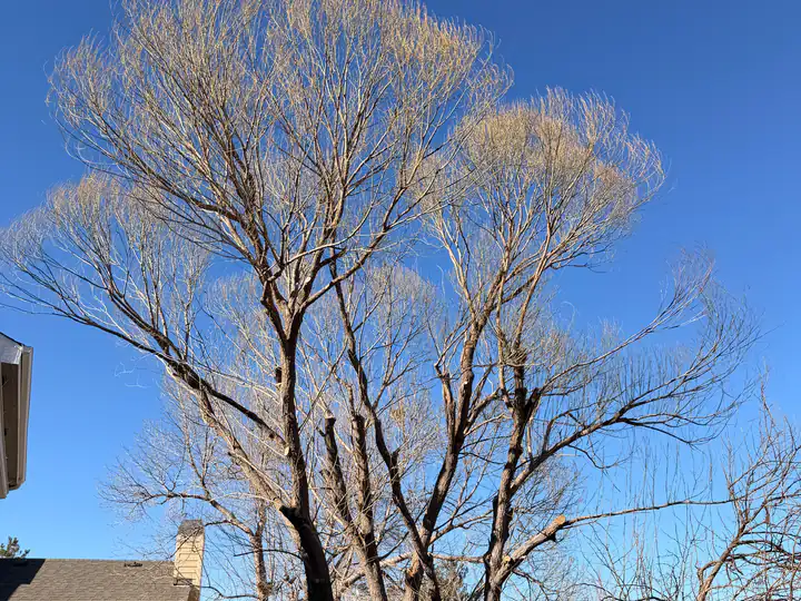 Arborist consultation in Castle Rock, CO: arborist pruning a willow