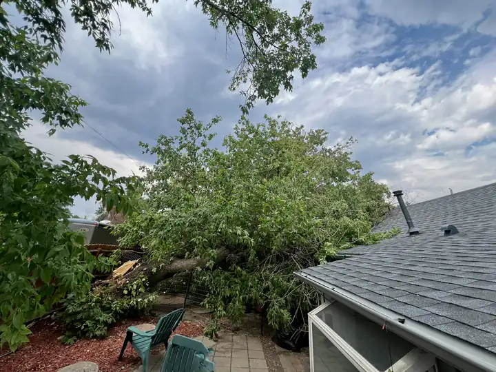 Storm damage cleanup in Castle Rock, CO: tree fallen onto a patio beside a house