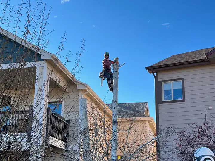 Tree removal in Castle Rock, CO: arborist in a tree between two houses above a pile of cut branches