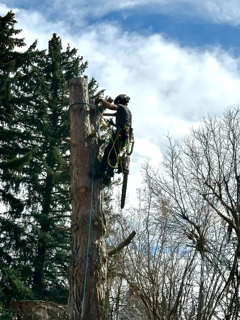 Tree service in Castle Rock, CO: arborist climbing a tall pine spar