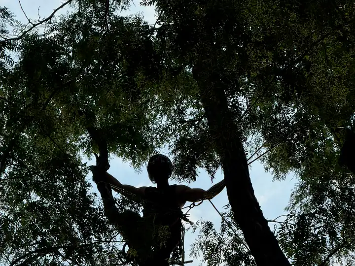 Tree trimming and pruning in Castle Rock, CO: arborist silhouetted while pruning inside a big canopy