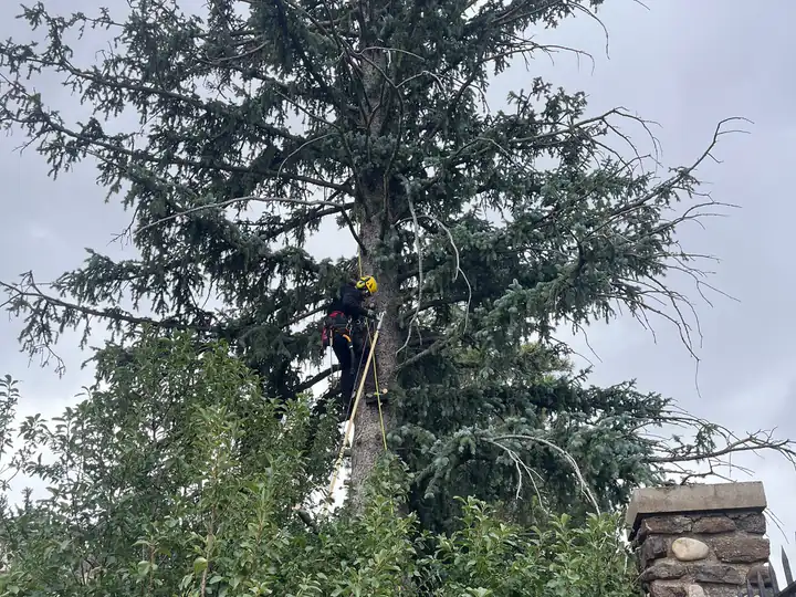 Wildfire mitigation in Castle Rock, CO: large spruce near a home before thinning