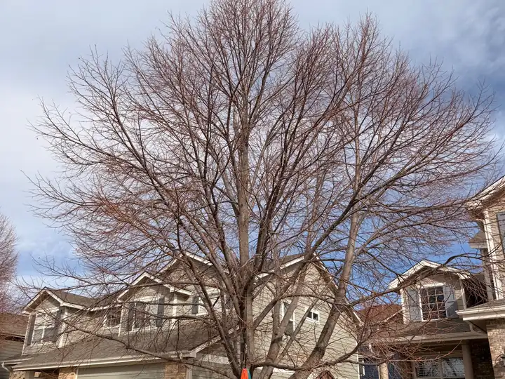 Arborist consultation in Centennial, CO: bare front-yard tree ready for pruning