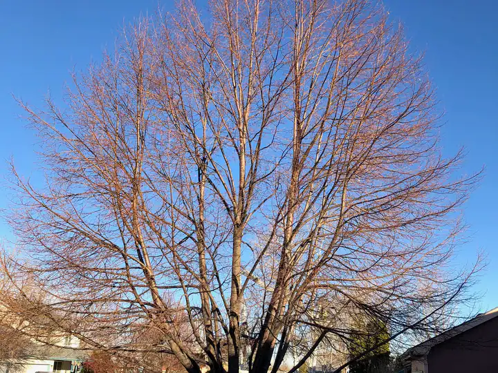 Plant health care in Centennial, CO: bare maple in a front yard