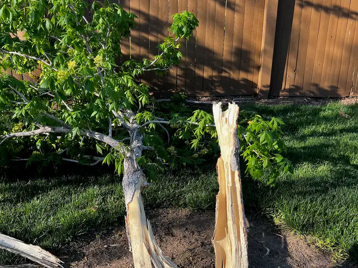 Storm damage cleanup in Centennial, CO: trunks snapped off in a storm