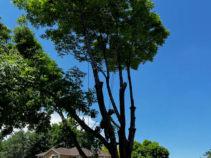 Tree removal in Centennial, CO: arborist working high in a tall tree near homes