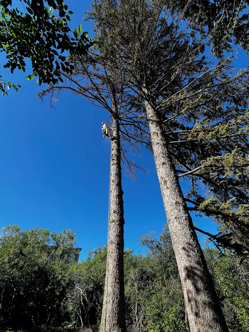 Tree service in Centennial, CO: arborist roped in high on a tall pine against a deep blue sky