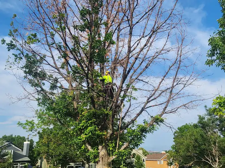 Tree trimming and pruning in Centennial, CO: arborist pruning a tree in a park