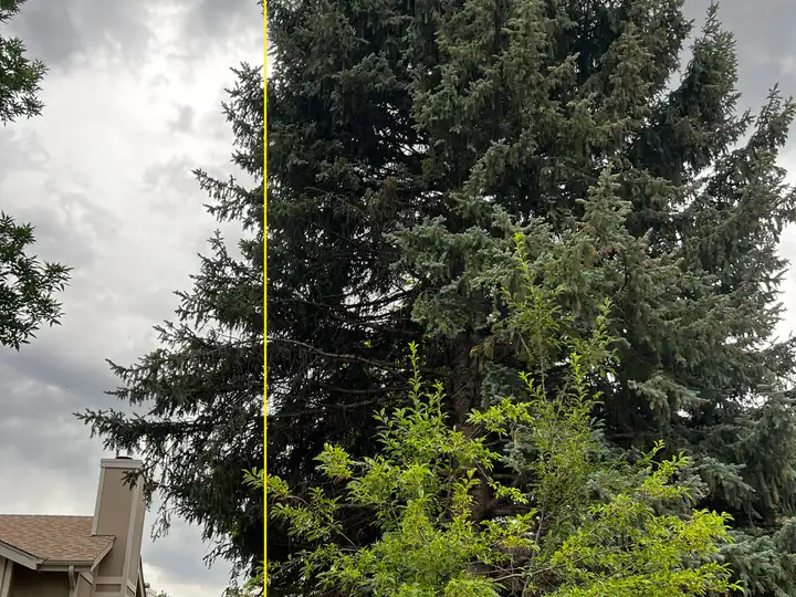 Wildfire mitigation in Centennial, CO: large evergreen close to a house