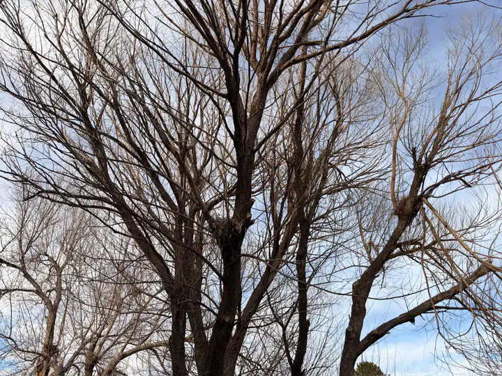 Arborist consultation in Cherry Hills Village, CO: bare tree over a fence ready for pruning