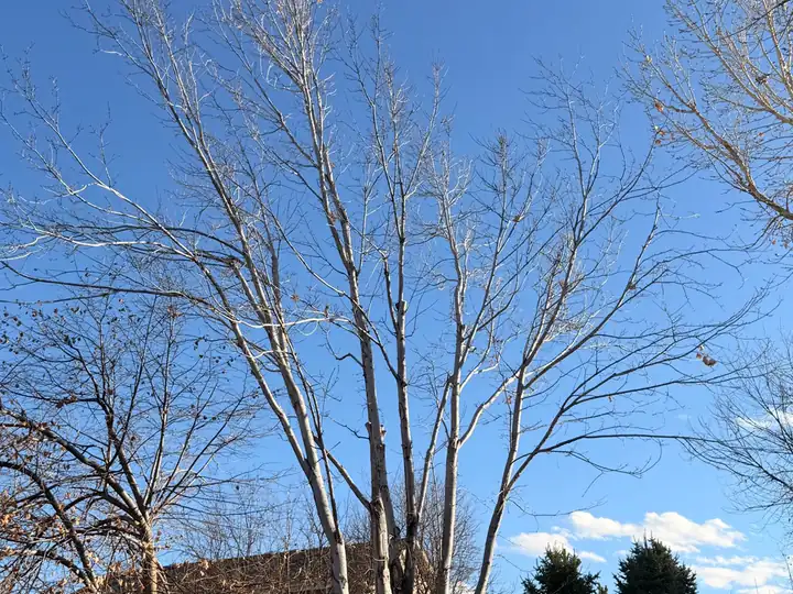 Plant health care in Cherry Hills Village, CO: tall bare tree behind a house