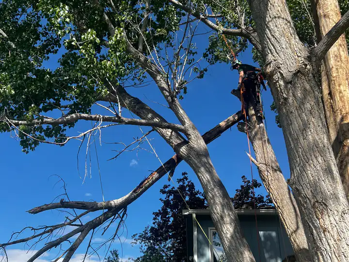 Storm damage cleanup in Cherry Hills Village, CO: arborist tied in beside a broken limb hanging over a house