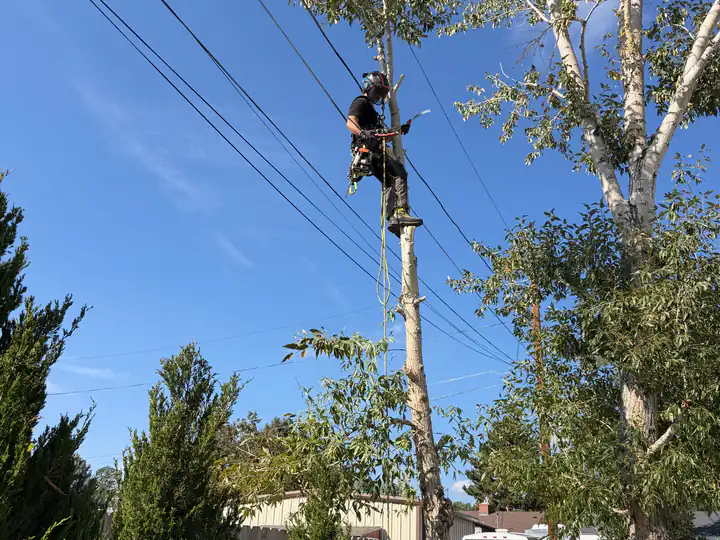 Tree removal in Cherry Hills Village, CO: arborist climbing a tall tree near a power line