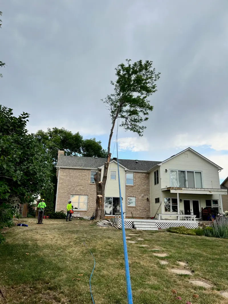 Tree service in Cherry Hills Village, CO: arborist working high in a tall tree beside two-story homes