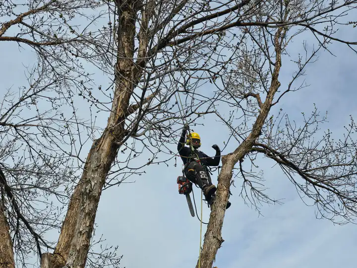 Tree trimming and pruning in Cherry Hills Village, CO: arborist pruning a bare tree