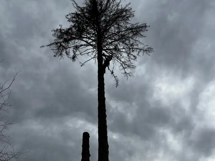 Wildfire mitigation in Cherry Hills Village, CO: dead pine top against a stormy sky