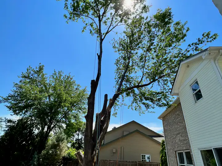 Arborist consultation in Columbine, CO: tree beside a house after pruning