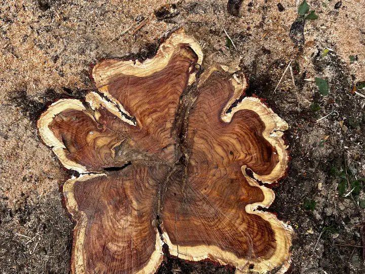 Plant health care in Columbine, CO: stump cross-section showing internal decay