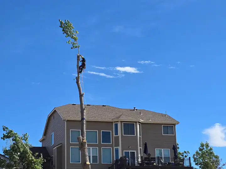 Tree removal in Columbine, CO: spar beside a house with a work truck