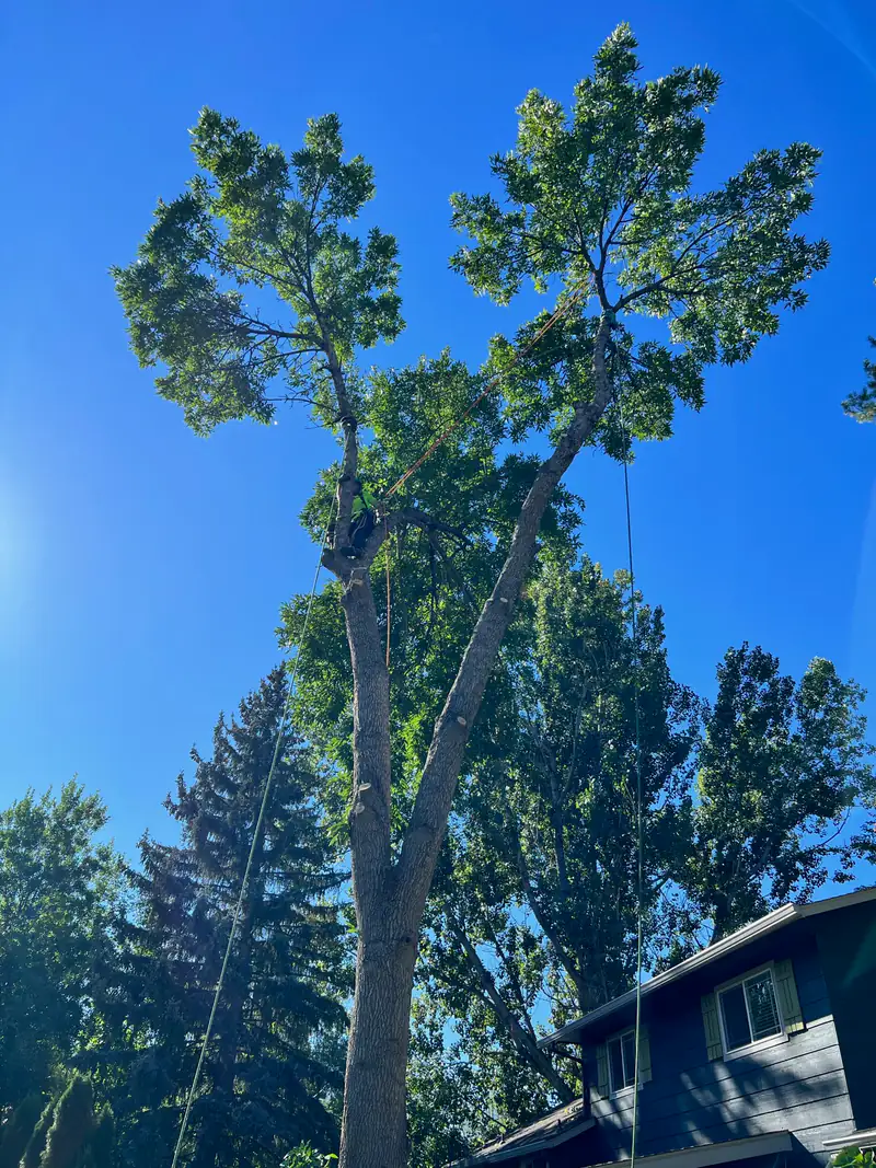 Tree service in Columbine, CO: climber working in the top of a tall tree beside a house