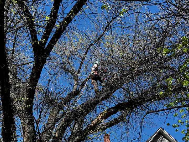 Tree trimming and pruning in Columbine, CO: arborist pruning a bare tree beside a house