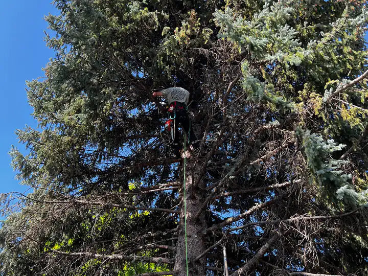 Wildfire mitigation in Columbine, CO: arborist removing a tall blue spruce