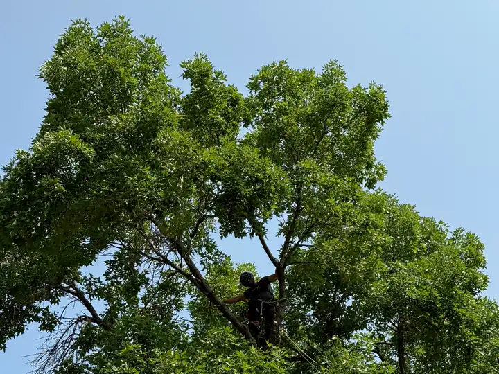Arborist consultation in Conifer, CO: ISA Certified Arborist pruning a mature shade tree