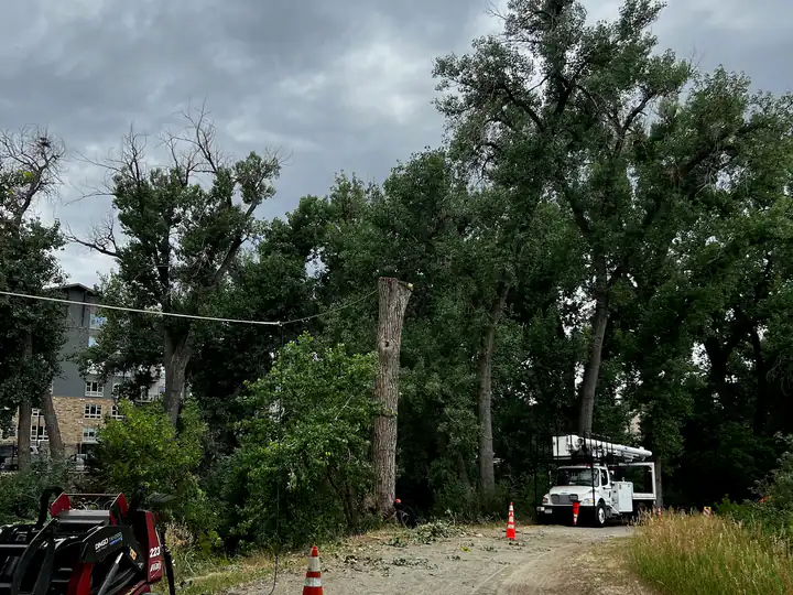 Land clearing in Conifer, CO: equipment staged with cones for a clearing job