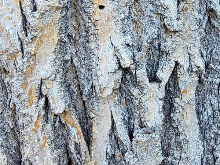 Plant health care in Conifer, CO: close-up of deeply furrowed bark