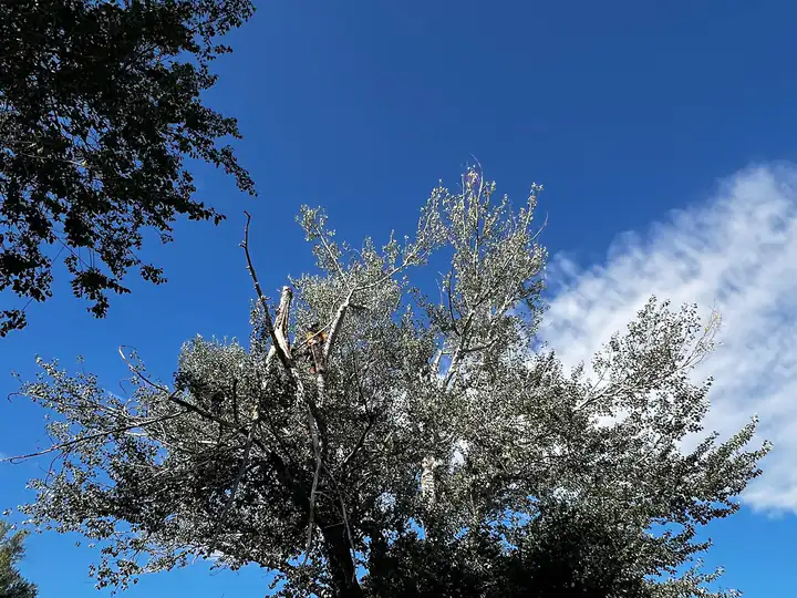 Storm damage cleanup in Conifer, CO: broken limbs hanging in a tree after high winds