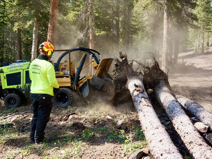 Stump grinding in Conifer, CO: stump grinder chewing through a root ball in a pine forest