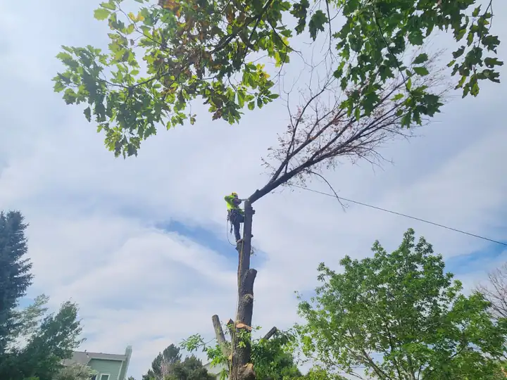 Tree removal in Conifer, CO: treetop being removed in a green park