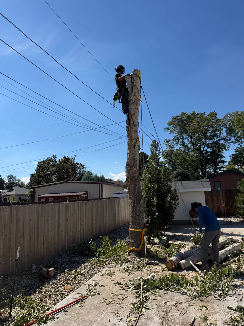 Tree service in Conifer, CO: arborist on a tall spar above a backyard fence