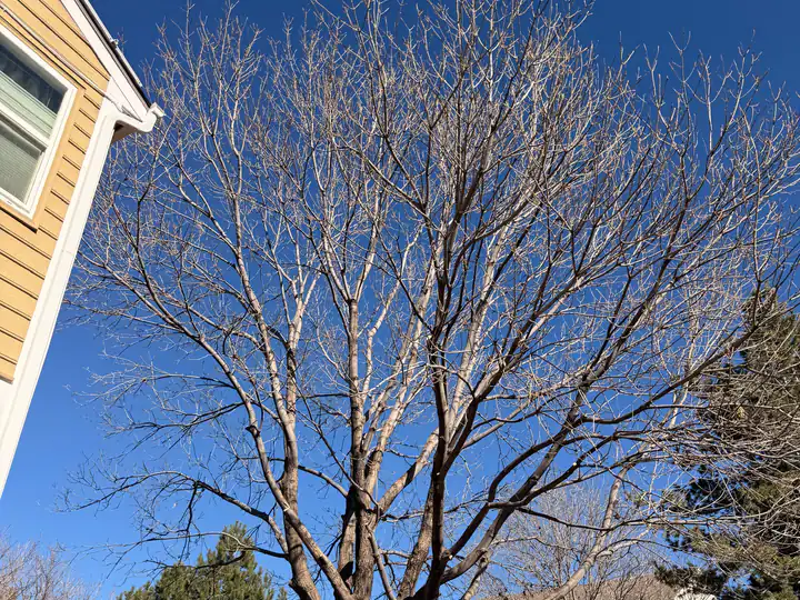 Tree trimming and pruning in Conifer, CO: bare backyard tree ready for dormant-season pruning
