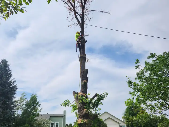 Wildfire mitigation in Conifer, CO: tree spar standing in a park