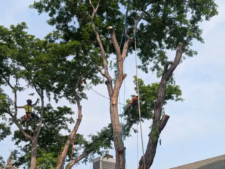 Arborist consultation in Englewood, CO: trees by a house after pruning