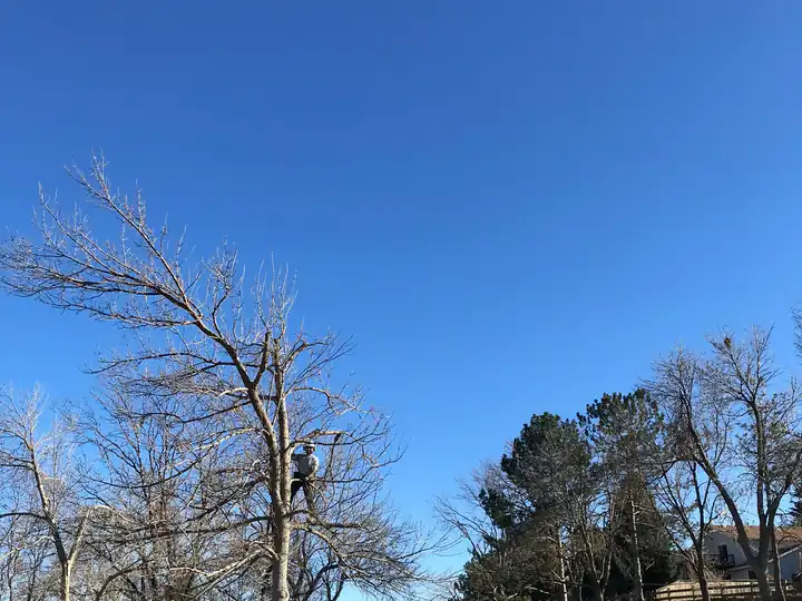 Plant health care in Englewood, CO: tree in an open field