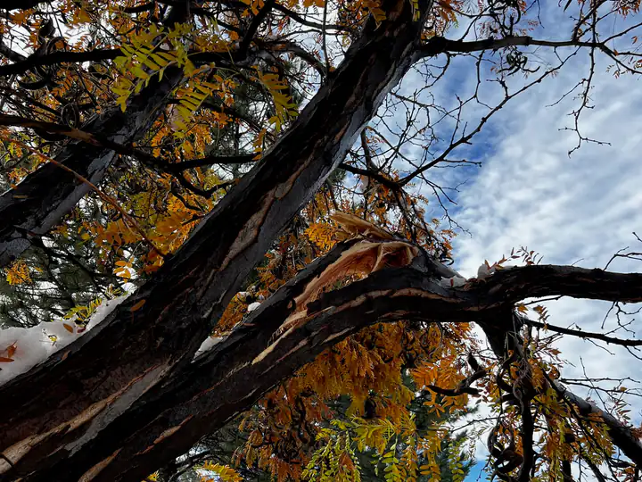 Storm damage cleanup in Englewood, CO: limbs snapped by heavy snow in fall